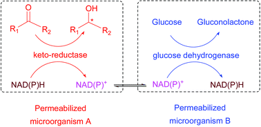 Graphical abstract: Coupling of permeabilized microorganisms for efficient enantioselective reduction of ketone with cofactor recycling