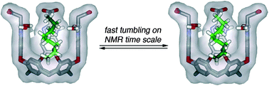 Graphical abstract: Normal hydrocarbons tumble rapidly in a deep, water-soluble cavitand