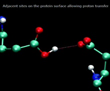 Graphical abstract: The dynamics of proton transfer between adjacent sites