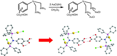 Graphical abstract: Isomeric dinuclear gold(i) complexes with highly functionalised ditertiary phosphines: Self-assembly of dimers, rings and 1-D polymeric chains