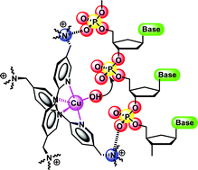 Graphical abstract: Double-strand DNA cleavage by copper complexes of 2,2′-dipyridyl with electropositive pendants
