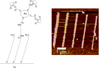 Graphical abstract: Chemically directed assembly of monolayer protected gold nanoparticles on lithographically generated patterns