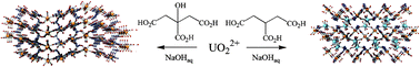 Graphical abstract: Uranyl ion complexation by citric and tricarballylic acids: hydrothermal synthesis and structure of two- and three-dimensional uranium–organic frameworks