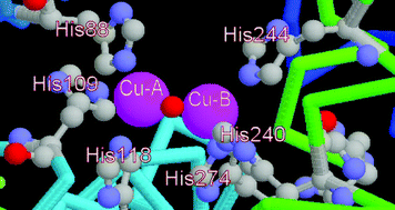 Graphical abstract: Synthetic models of the active site of catechol oxidase: mechanistic studies