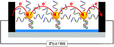 Graphical abstract: Formation of electrically conducting DNA-assembled gold nanoparticle monolayers