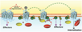 Graphical abstract: G protein-coupled receptors as challenging druggable targets: insights from in silico studies