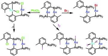 Graphical abstract: Synthesis, structures and reactions of cyclometallated gold complexes containing (2-diphenylarsino-n-methyl)phenyl (n = 5, 6)