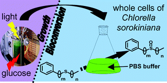 Graphical abstract: Microalga Chlorella sorokiniana: a new sulfoxidation biocatalyst