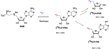 Graphical abstract: Fluorinase mediated C–18F bond formation, an enzymatic tool for PET labelling