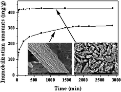 Graphical abstract: Ultrafast enzyme immobilization over large-pore nanoscale mesoporous silica particles