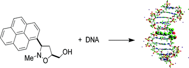 Graphical abstract: Binding of a non-ionic pyrenylisoxazolidine derivative to double-stranded polynucleotides: spectroscopic and molecular modelling studies