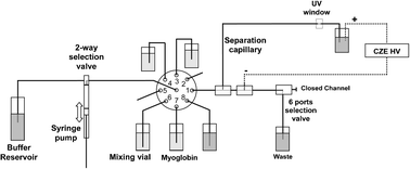 Graphical abstract: Automated sample preparation and analysis using a sequential-injection–capillary electrophoresis (SI–CE) interface