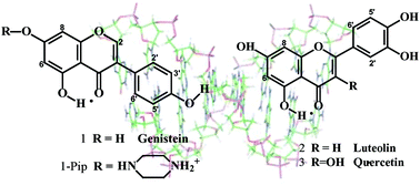 Graphical abstract: Interaction of flavonoid topoisomerase I and II inhibitors with DNA oligomers