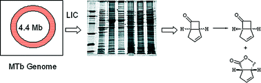 Graphical abstract: Ligation independent cloning (LIC) as a rapid route to families of recombinant biocatalysts from sequenced prokaryotic genomes