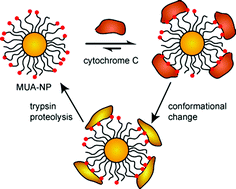 Graphical abstract: “Cleaning” of nanoparticle inhibitors via proteolysis of adsorbed proteins