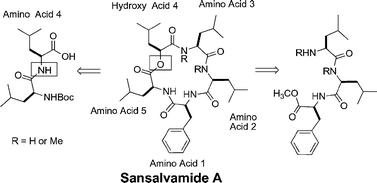 Graphical abstract: Synthesis and novel structure–activity relationships of potent sansalvamide A derivatives