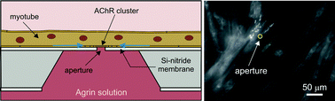 Graphical abstract: A nanofabricated planar aperture as a mimic of the nerve–muscle contact during synaptogenesis