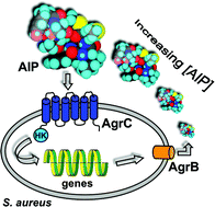 Graphical abstract: Interception of quorum sensing in Staphylococcus aureus: a new niche for peptidomimetics