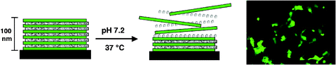 Graphical abstract: Layers of opportunity: nanostructured polymer assemblies for the delivery of macromolecular therapeutics