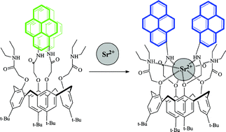 Graphical abstract: A calixarene based fluorescent Sr2+ and Ca2+ probe