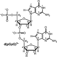 Graphical abstract: Acid–base properties of the nucleic-acid model 2′-deoxyguanylyl(5′→3′)-2′-deoxy-5′-guanylate, d(pGpG)3−, and of related guanine derivatives