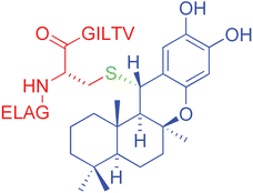 Graphical abstract: Covalent modification of a melanoma-derived antigenic peptide with a natural quinone methide. Preliminary chemical, molecular modelling and immunological evaluation studies