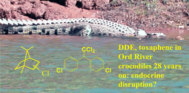 Graphical abstract: Very high concentrations of DDE and toxaphene residues in crocodiles from the Ord River, Western Australia: an investigation into possible endocrine disruption