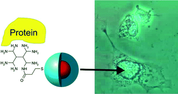 Graphical abstract: Thiolated PAMAM dendrimer-coated CdSe/ZnSe nanoparticles as protein transfection agents