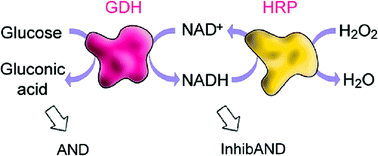 Graphical abstract: Two coupled enzymes perform in parallel the ‘AND’ and ‘InhibAND’ logic gate operations