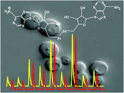 Graphical abstract: Identification of new selenium non-peptide species in selenised yeast by nanoHPLC electrospray Q/time-of-flight-MS/MS