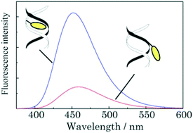 Graphical abstract: Probing the microenvironments in the grooves of Z-DNA using dan-modified oligonucleotides