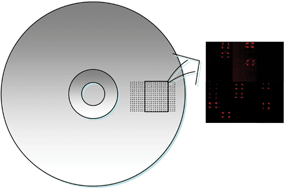 Graphical abstract: DNA microarraying on compact disc surfaces. Application to the analysis of single nucleotide polymorphisms in Plum pox virus