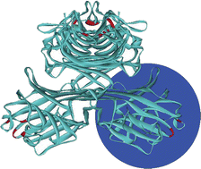 Graphical abstract: Binding of monomeric and dimeric Concanavalin A to mannose-functionalized dendrimers
