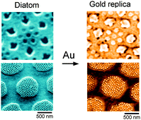 Graphical abstract: Fabrication of gold nanostructures by templating from porous diatom frustules