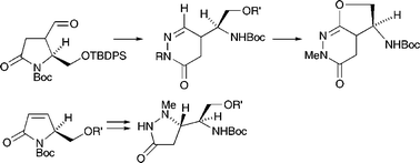 Graphical abstract: Investigation of a route to ibotenic acid analogues via a reduced pyroglutamate template