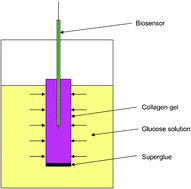 Graphical abstract: Needle enzyme electrode based glucose diffusive transport measurement in a collagen gel and validation of a simulation model