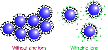 Graphical abstract: Stabilization of terpyridine covered gold nanoparticles by metal ions complexation