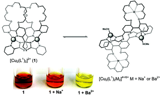 Graphical abstract: This facile interconversion of dinuclear double helicates and side-by-side species: a reprogrammable ligand with potential sensor applications