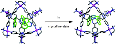 Graphical abstract: Crystallographic observation of an olefin photodimerization reaction that takes place via thermal molecular tumbling within a self-assembled host