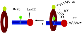 Graphical abstract: Sensitised near infrared emission from lanthanides via anion-templated assembly of d–f heteronuclear [2]pseudorotaxanes