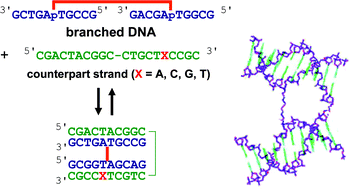Graphical abstract: Thermodynamic properties of branched DNA complexes with full-matched and mismatched DNA strands