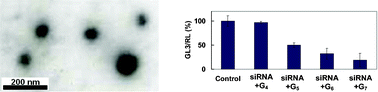 Graphical abstract: PAMAM dendrimers for efficient siRNA delivery and potent gene silencing