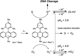 Graphical abstract: Direct detection of nucleotide radical cations produced by electron-transfer oxidation of DNA bases with electron-transfer state of 9-mesityl-10-methylacridinium ion and resulting efficient DNA cleavage without oxygen