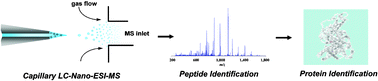 Graphical abstract: Ultra-sensitive and quantitative characterization of proteomes