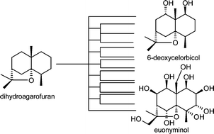 Graphical abstract: The dihydro-β-agarofuran sesquiterpenoids