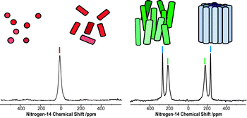 Graphical abstract: Magnetic alignment of aqueous CTAB in nematic and hexagonal liquid crystalline phases investigated by spin-1 NMR