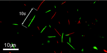 Graphical abstract: Long-term storage of bionanodevices by freezing and lyophilization