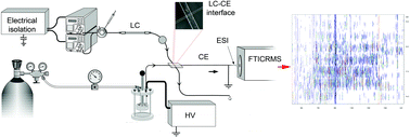 Graphical abstract: A simplified multidimensional approach for analysis of complex biological samples: on-line LC-CE-MS