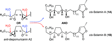 Graphical abstract: Natural cis-solamin is a mixture of two tetra-epimeric diastereoisomers: biosynthetic implications for Annonaceous acetogenins