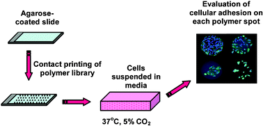 Graphical abstract: Polymer microarrays for cellular adhesion